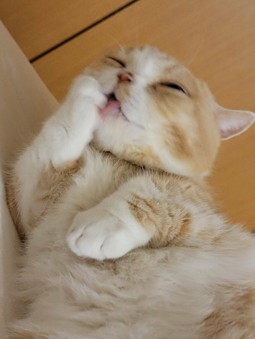 出所：@nekotansoku