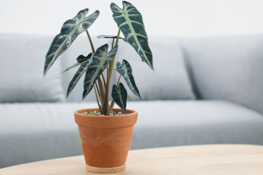 Tharakorn/istockphoto.com