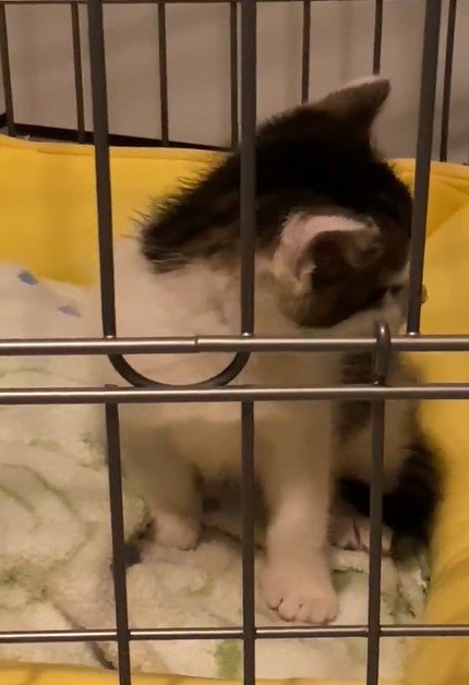 出所：@Saeroyi_cat