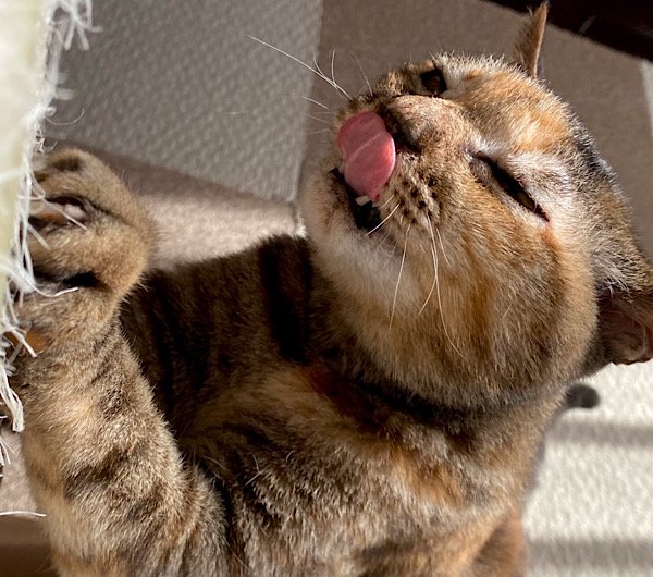 出所：@Adonis_Beginner