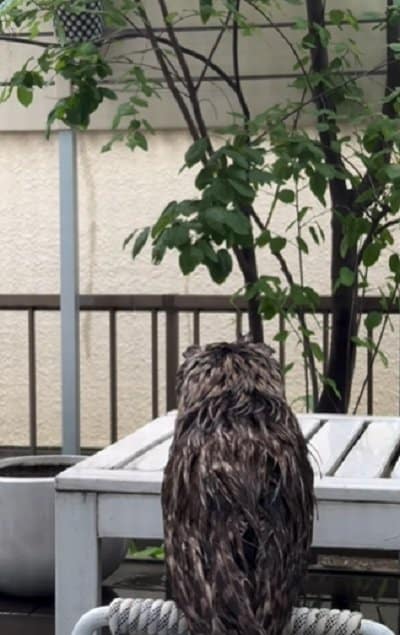 出所：@hiji.mozu_owl