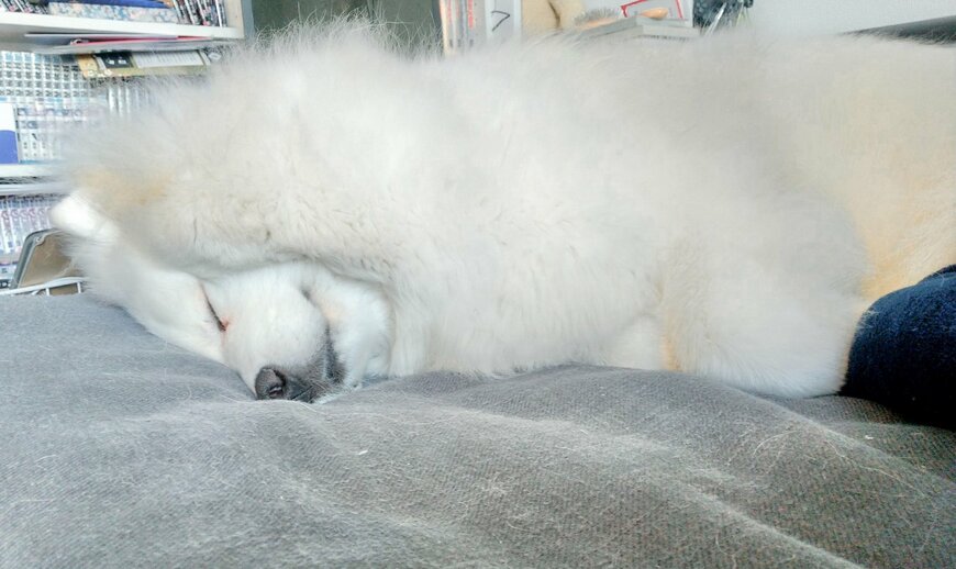 出所：@samoedsoran