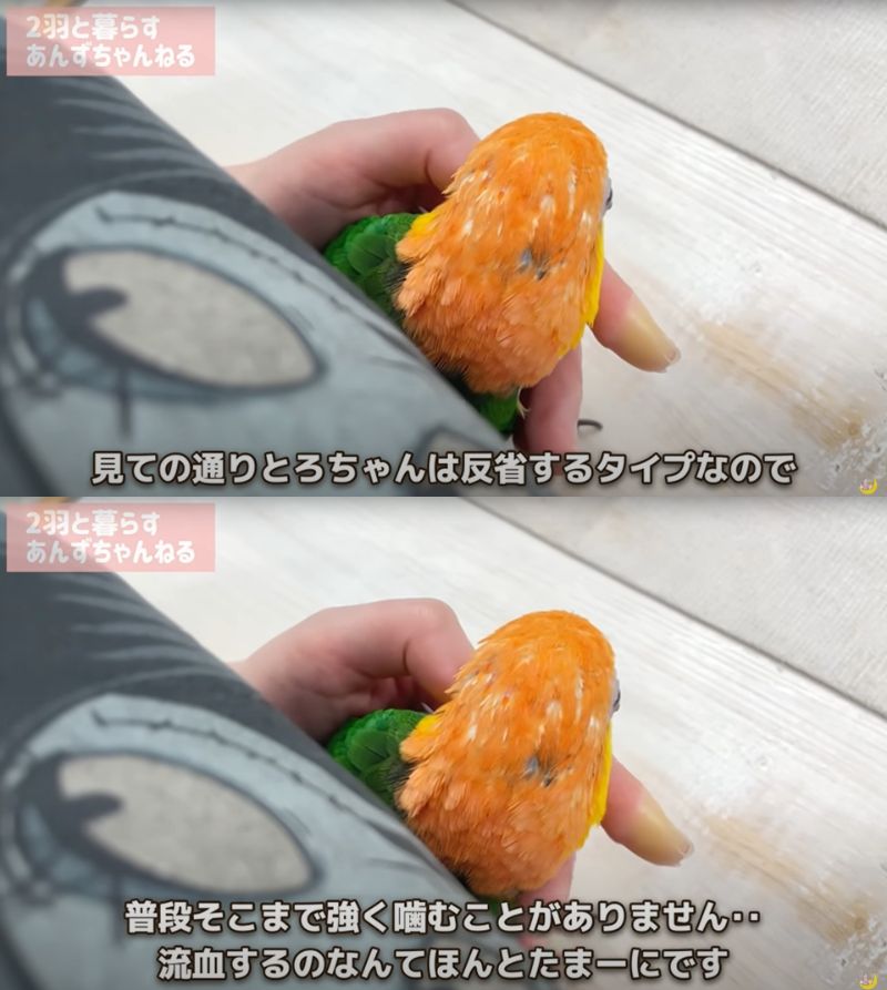 出所：@anz_omomiri