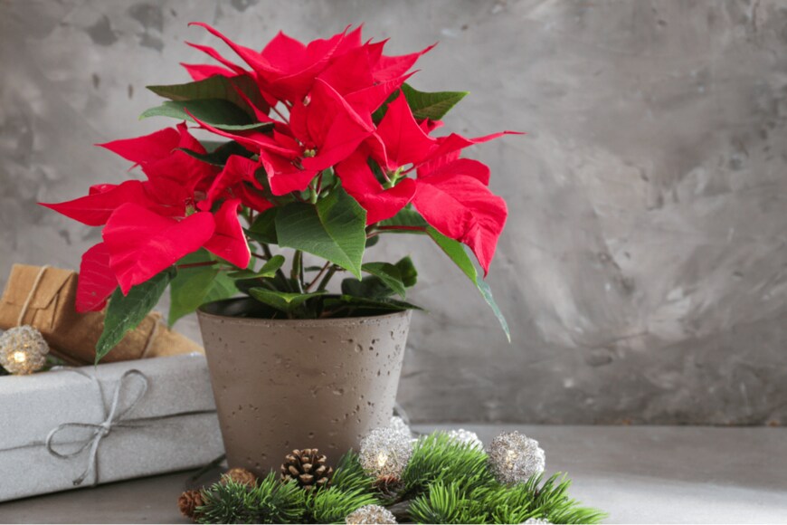 Pixel-Shot/shutterstock.com