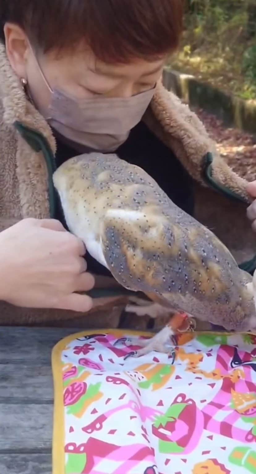 【ドジっ子ふくろう】飼い主さんの服の中に入りたいフクロウさん　まさかのハプニング発生に思わず笑ってしまう