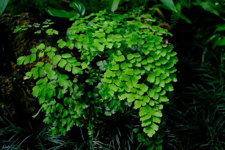 kaiwut niponkaew/shutterstock.com