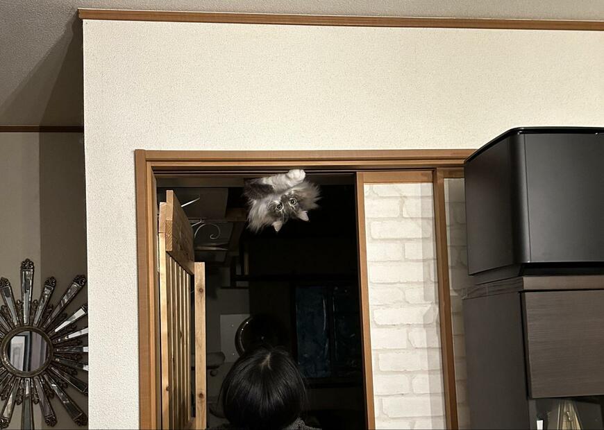 出所：@NEKOLAND13