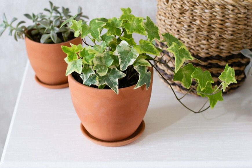 Albina Yalunina/istockphoto.com