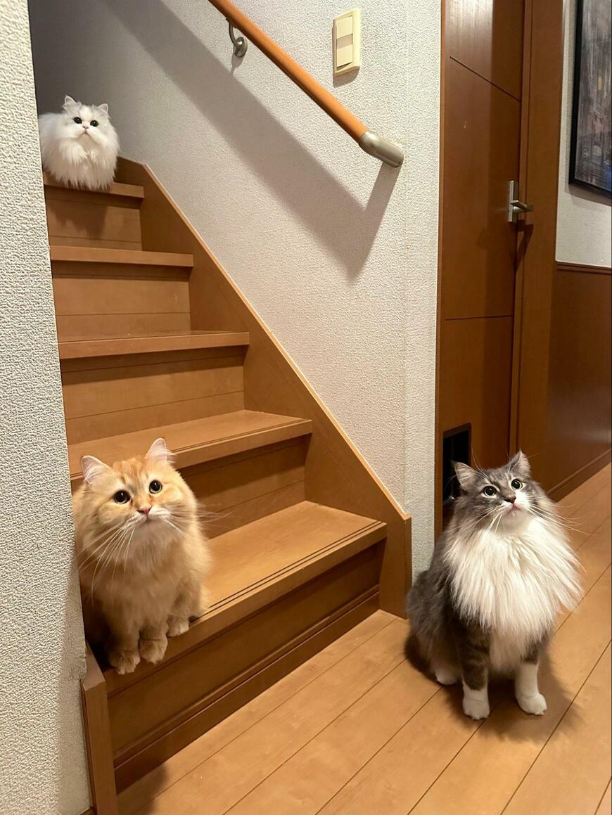 出所：@NEKOLAND13