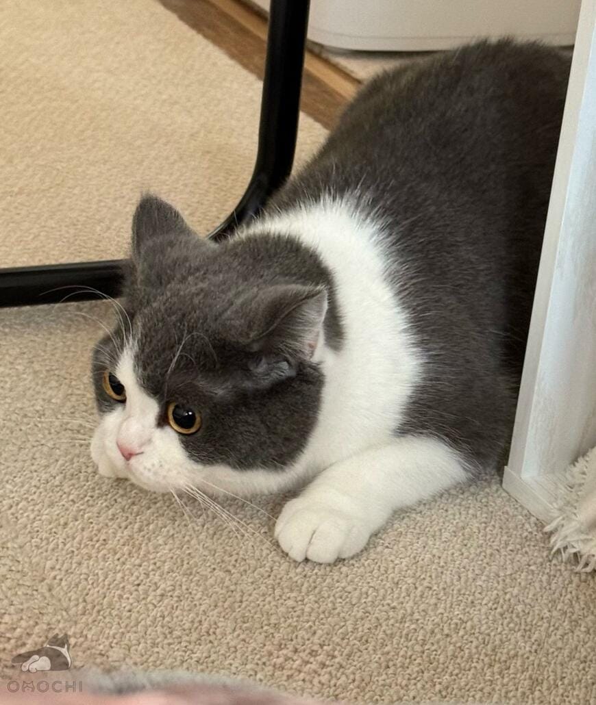 出所：@omochiomoching