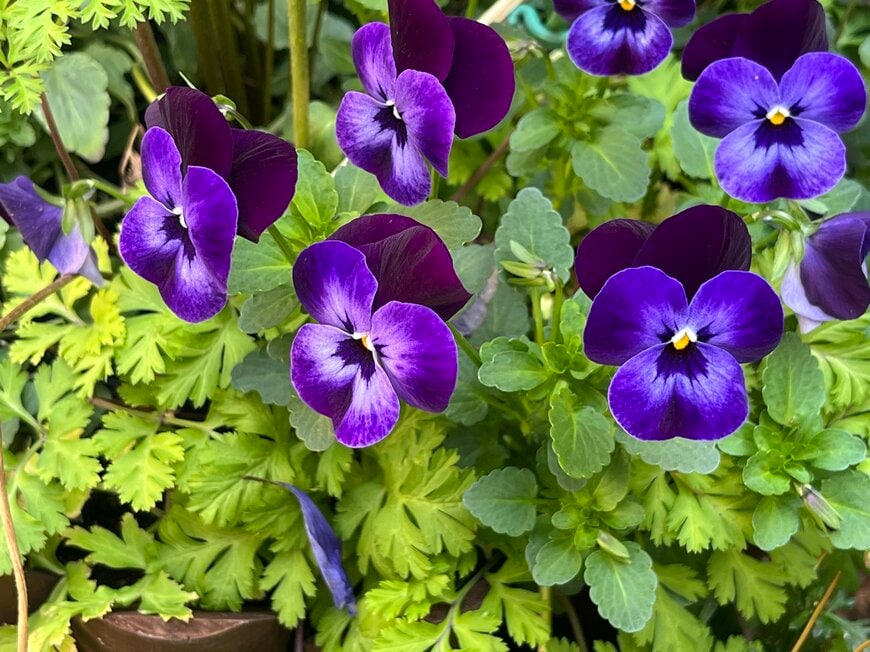 LIMOガーデニング部撮影