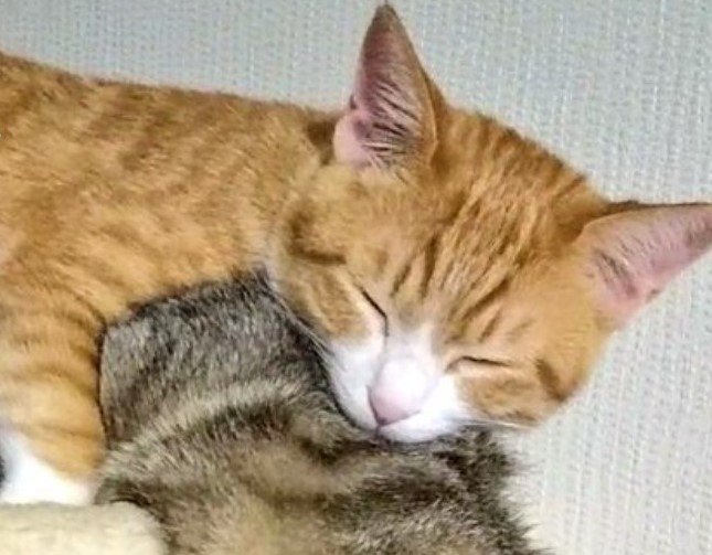 出所：@mero627puri914