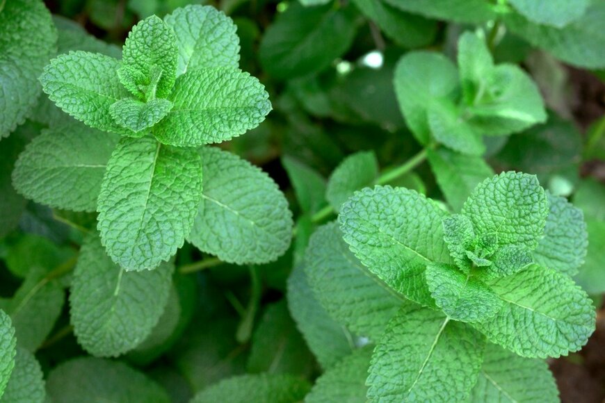 ミント　　　fotograv/istockphoto.com