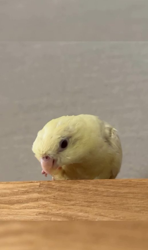 出所：@daiinkoteikoku_soraoto