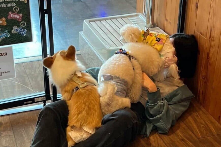 ドッグランで起きた「まさかの展開」に思わず二度見　「完全包囲」された人の姿に反響