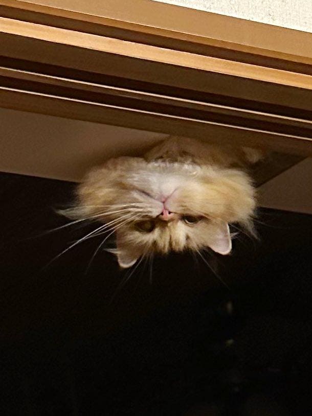 出所：@NEKOLAND13