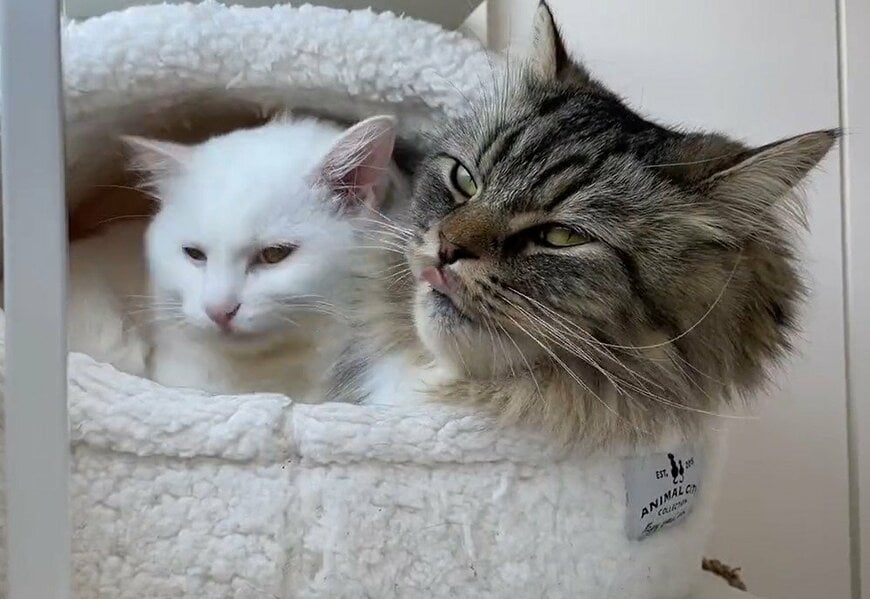 出所：@meltube_cat