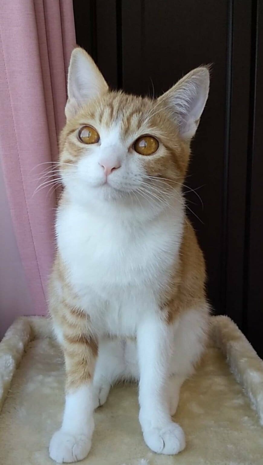 出所：@mero627puri914