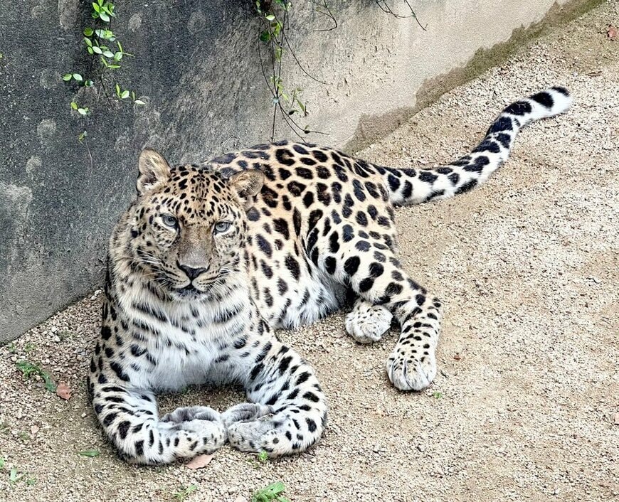 【神戸市立王子動物園】「やはり”大きなネコ”」絶滅危惧種に指定されるアムールヒョウのネコっぽい写真を公開（兵庫県）