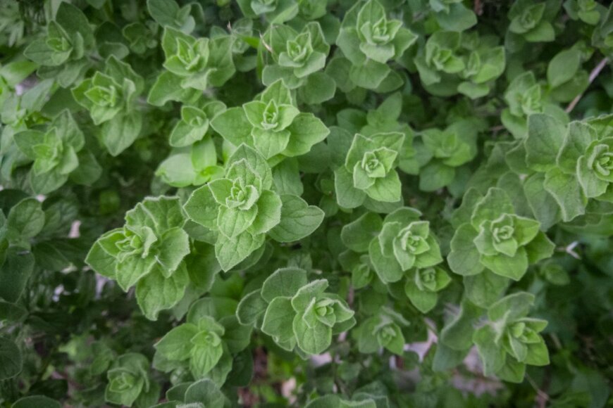 Artem Kontratiev/shutterstock.com