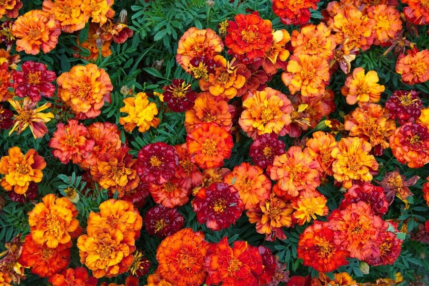 aniana/shutterstock.com