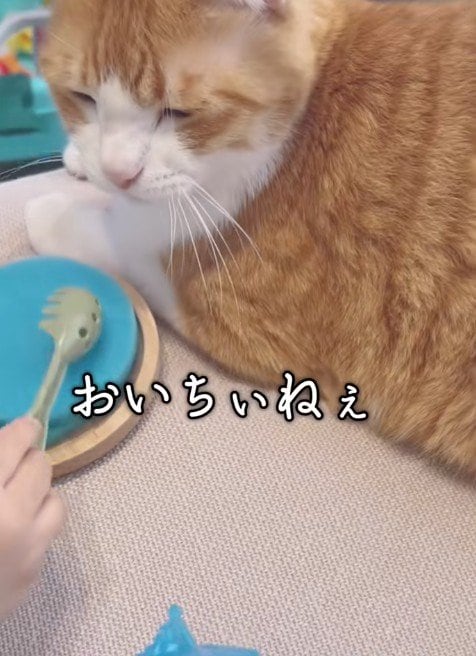 【おままごとする猫】 2歳児がぐいぐい迫ったら…猫の反応が大人すぎて大反響！