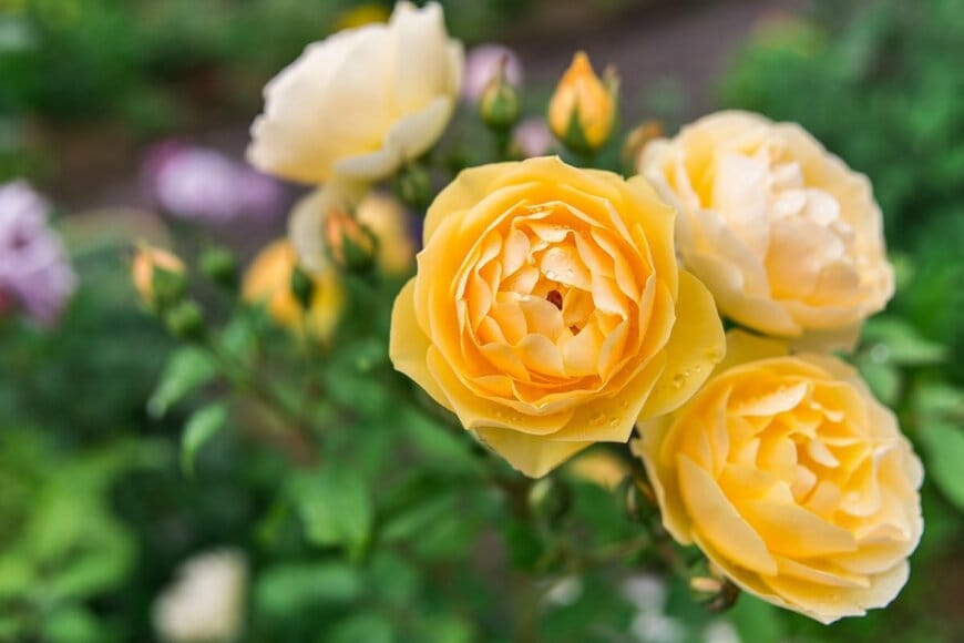 yulia_romaniy88/shutterstock.com