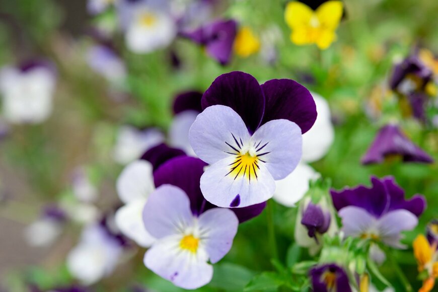 Irene Miller/shutterstock.com