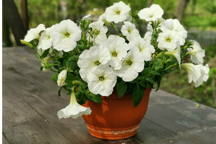 Elena Iavorskaia/istockphoto.com