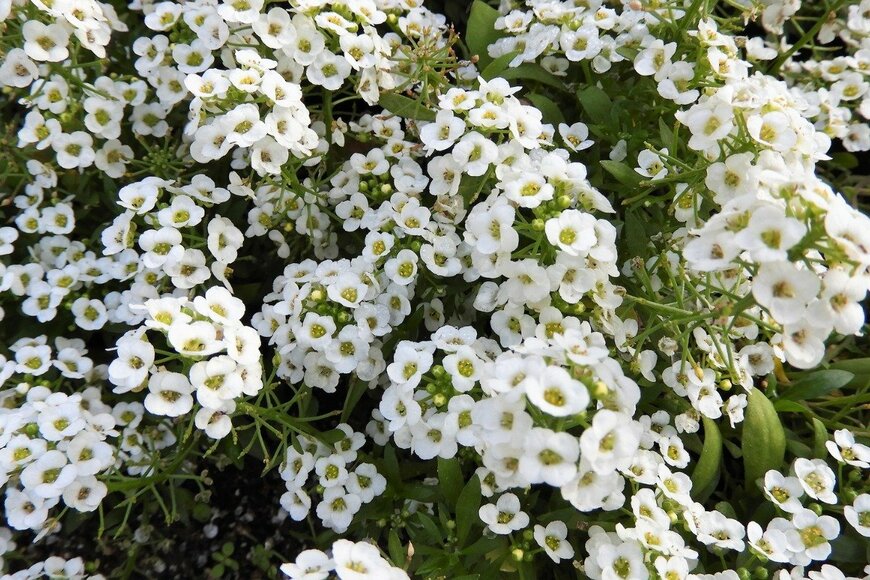 Chiemi Kumitani/istockphoto.com