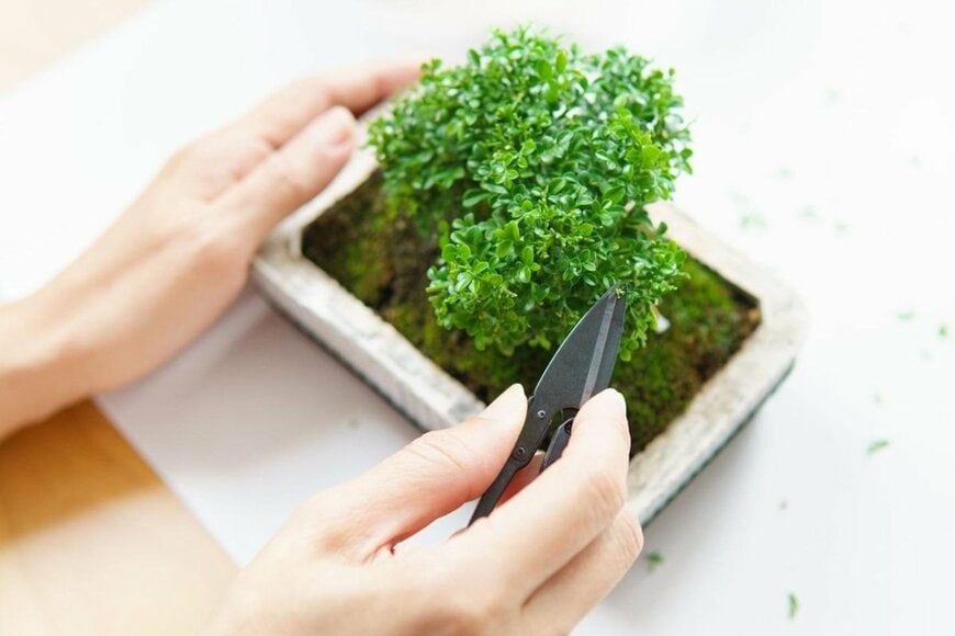 丁寧に手入れされた「4つの盆栽」のサイズが話題 思わず目を疑うサイズ感に「素敵な遊びです」