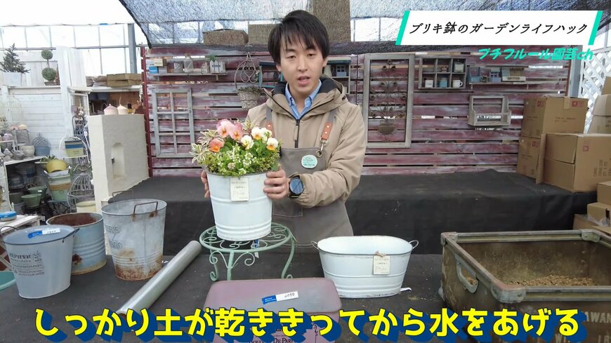 土が乾いてから水を与える