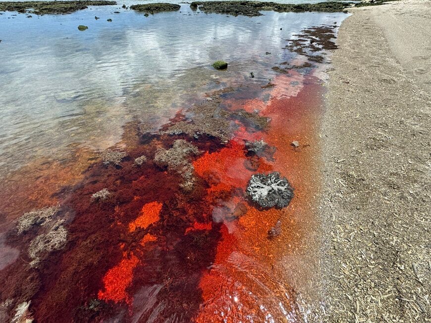 赤くなっている海辺