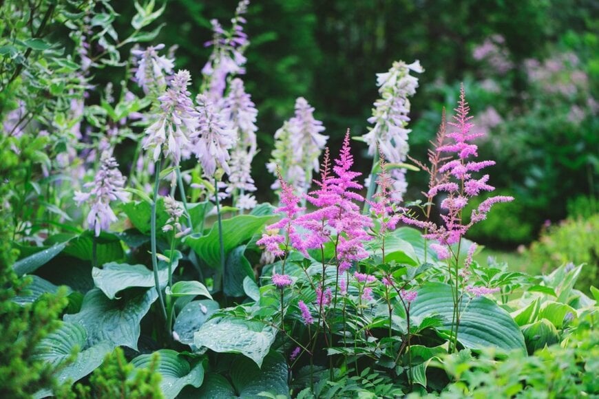 うす紫色の花を咲かせているギボウシと、ピンクの花を咲かせているアスチルベ