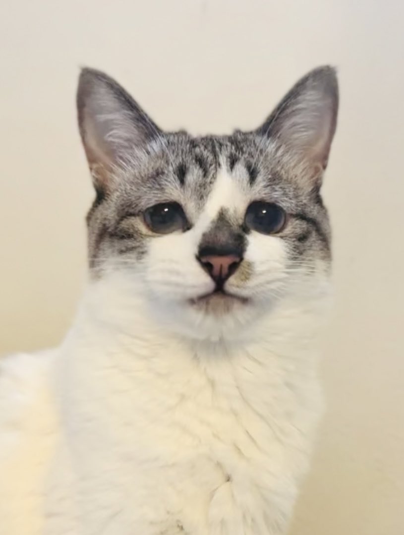 キリッとしたぴえん猫