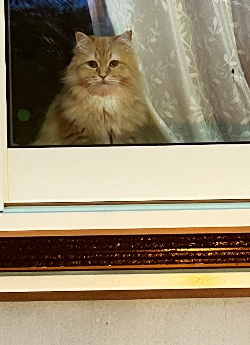 窓越しの猫
