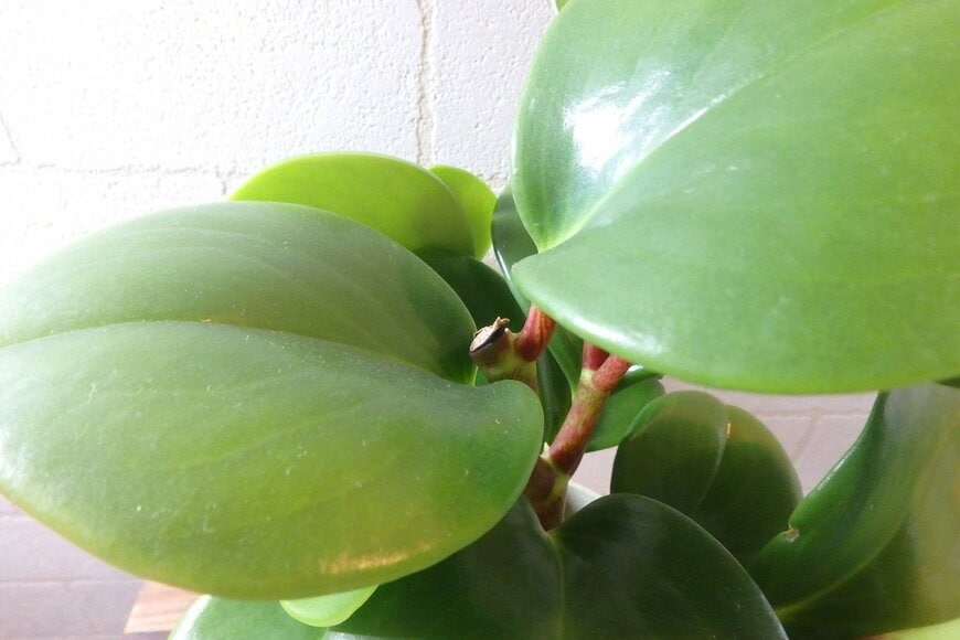 ダイソー、観葉植物ペペロミアの剪定痕の写真