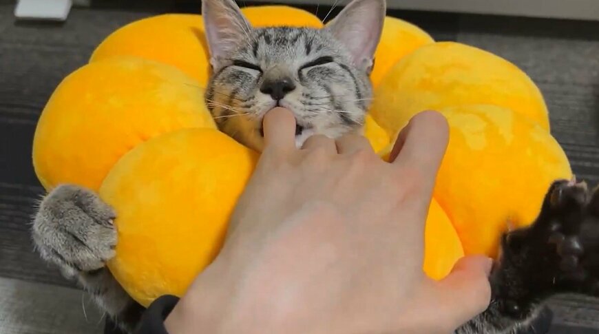 こねこねする猫