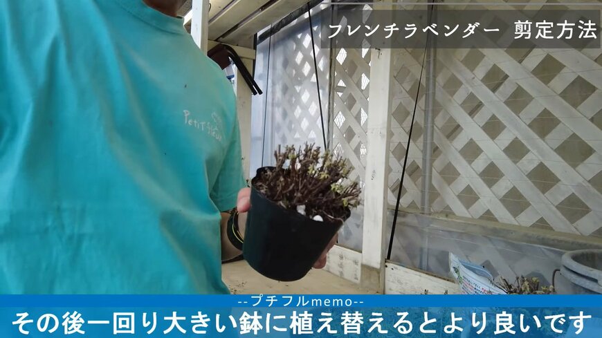 フレンチラベンダーの剪定後の植え替え