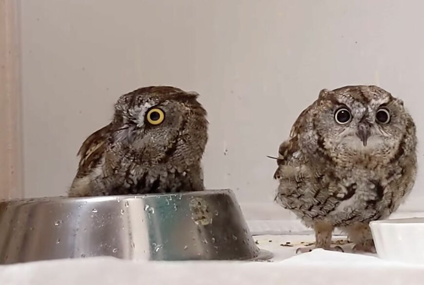 投稿動画のワンシーン