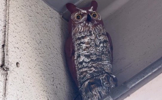 フクロウの置物がありました