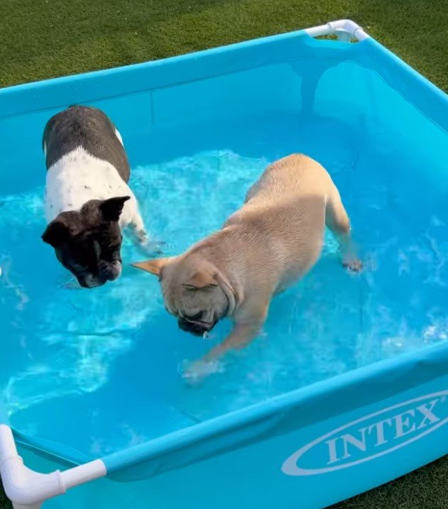 フレブルとプール