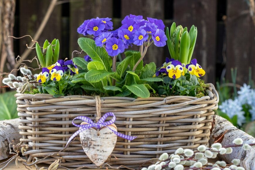 プリムラ、ビオラ、ヒヤシンスの寄せ植え