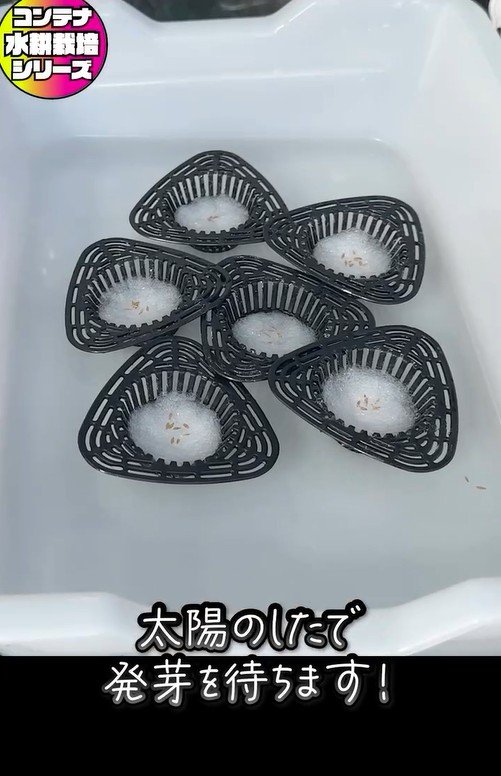 サンチュの水耕栽培、種を撒いて日向に置いておく