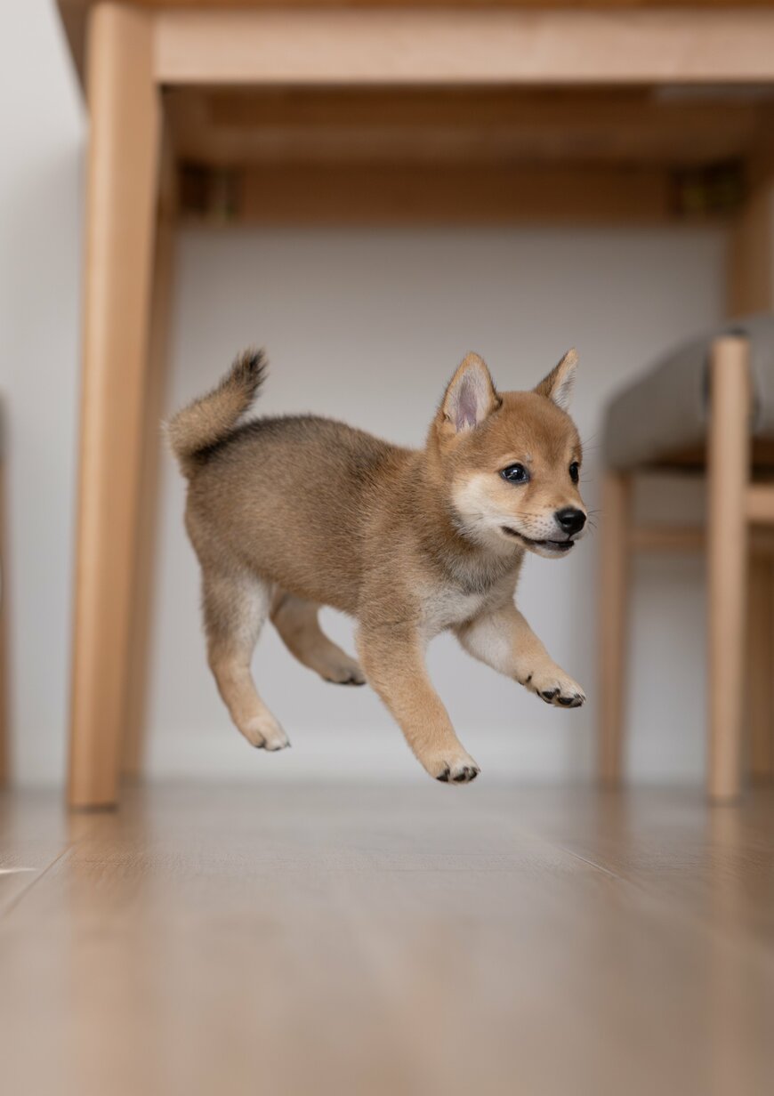 空中浮遊をする子犬