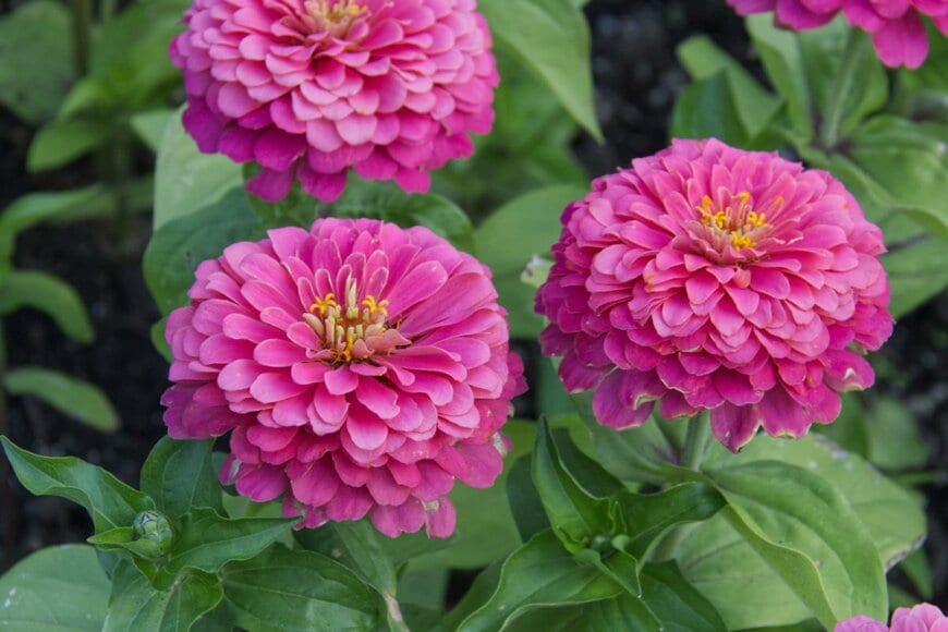 濃いピンクの丸い花を咲かせている、ジニア