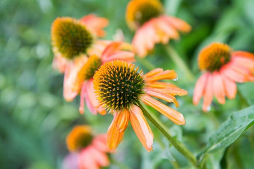 エキナセア。オレンジ色の花。