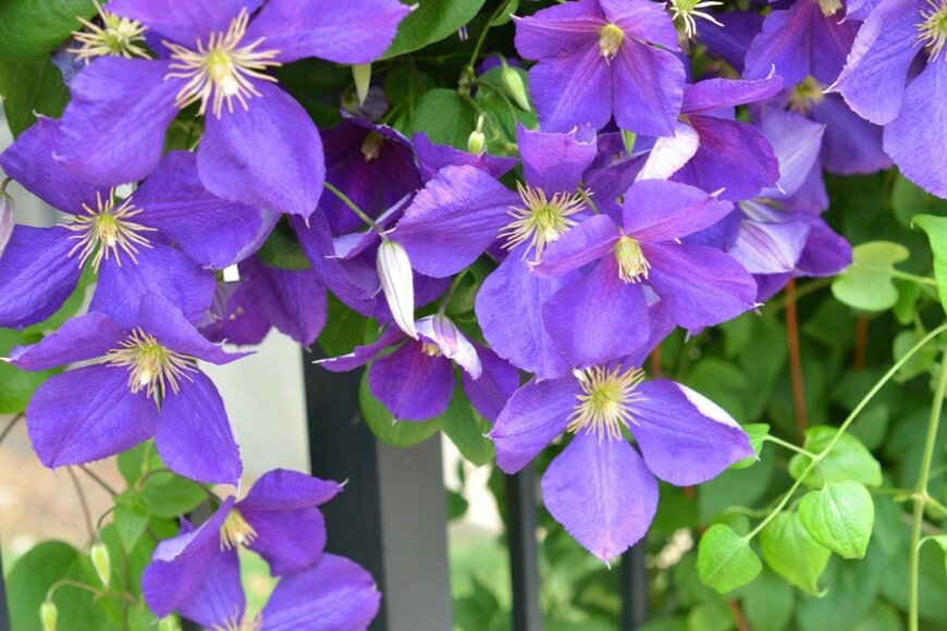 クレマチスの花が咲いている。色は紫