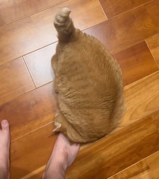 一緒に寝たい猫