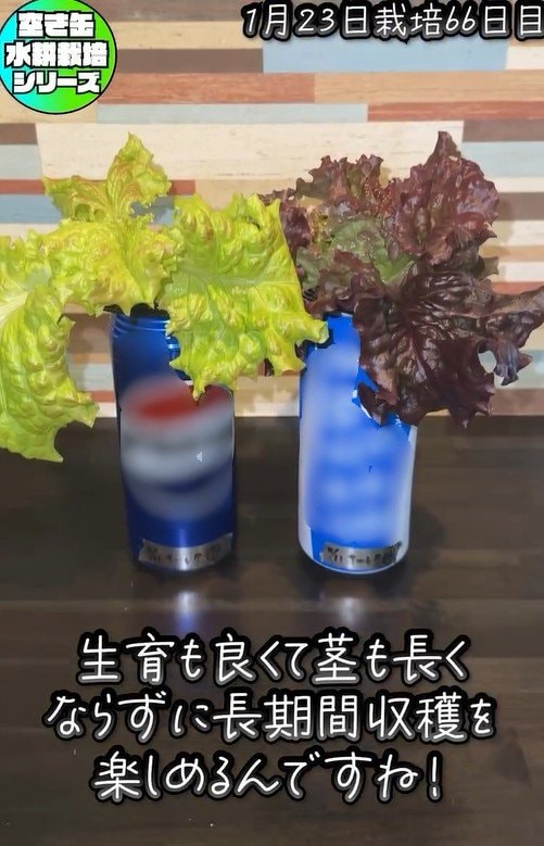 サニーレタスの収穫